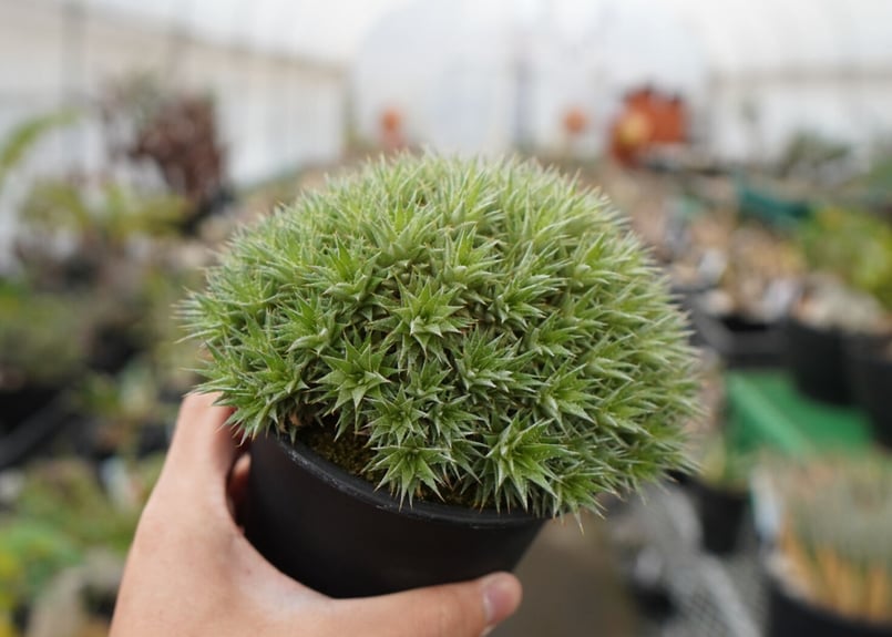 デウトコロニア クロランサ Deuterocohnia chlorantha | mana's