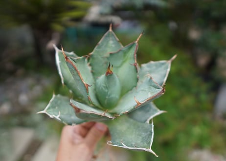 Agave titanota 白鯨 B NO.7