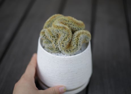 カルメナエ　綴化