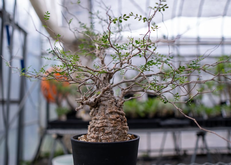 オペルクリカリア　パキプス　ボコ肌　芽吹き株　検) グラキリス　最終日セール オペルクリカリア パキプス | hanayoshi-botanical