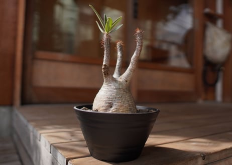 パキポディウム　グラキリス　 Pachypodium Gracilius