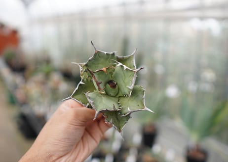 Agave Black fire F NO.3 (G)