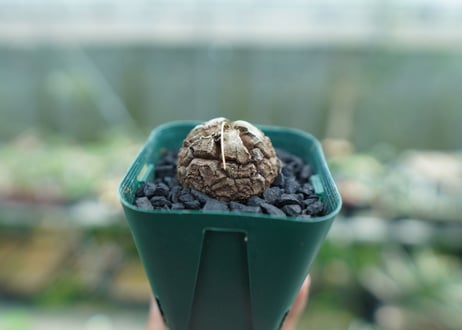 亀甲竜　Dioscorea elephantipes　No.6
