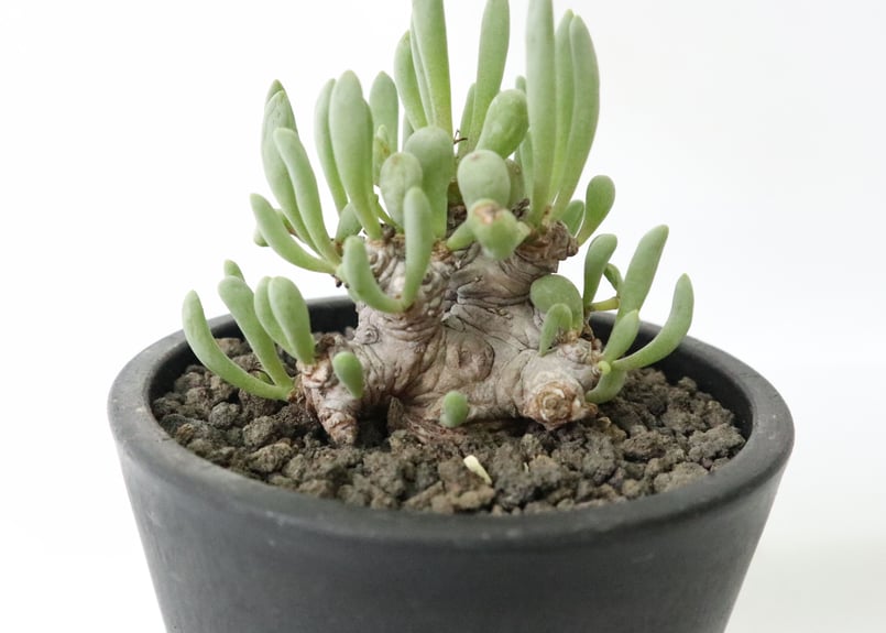 オトンナ・カキリフォリア　オトンナ・ピンナータ２点 オトンナ・カキリフォリア オトンナ・ピンナータ2点 オトンナ クラビ