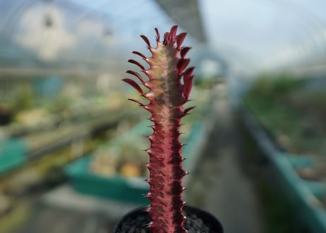 ユーフォルビア　紅彩雲閣　Euphorbia trigona f. rubra　No.2
