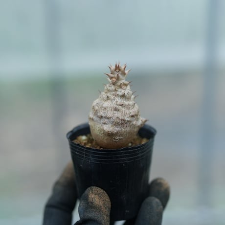 ウィンゾリー | STORES