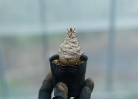 mana's farm:塊根植物・アガベ・ドライガーデン植物販売|マナズファーム