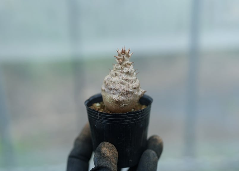 パキポディウム ウィンゾリー 沖縄実生 No.11 [2026/02/12] | mana's