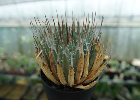 アガベ　ユタエンシス　Agave uthaensis　No.3