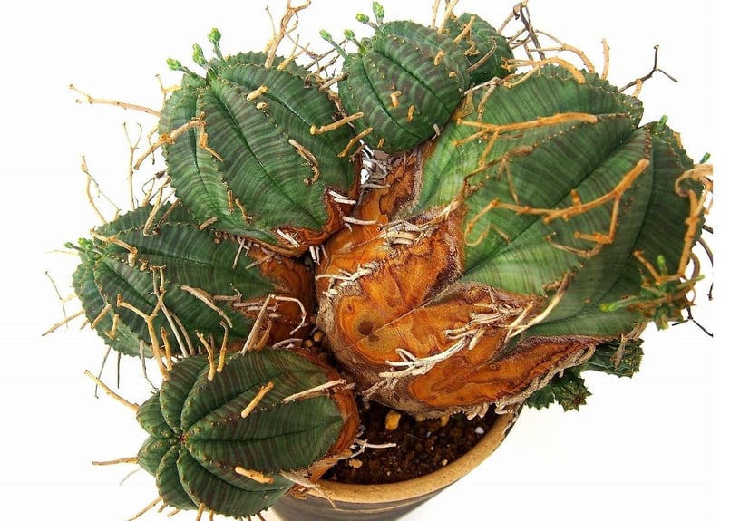 ユーフォルビア バリダ 群生 Euphorbia valida | mana's farm:塊