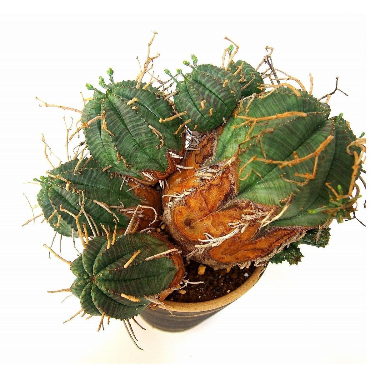 ユーフォルビア バリダ 群生 Euphorbia valida | mana's farm:塊