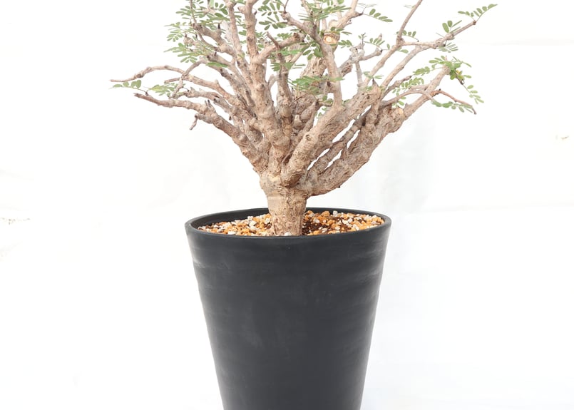 センナ メリディオナリス | mana's farm:塊根植物・アガベ・ドライ