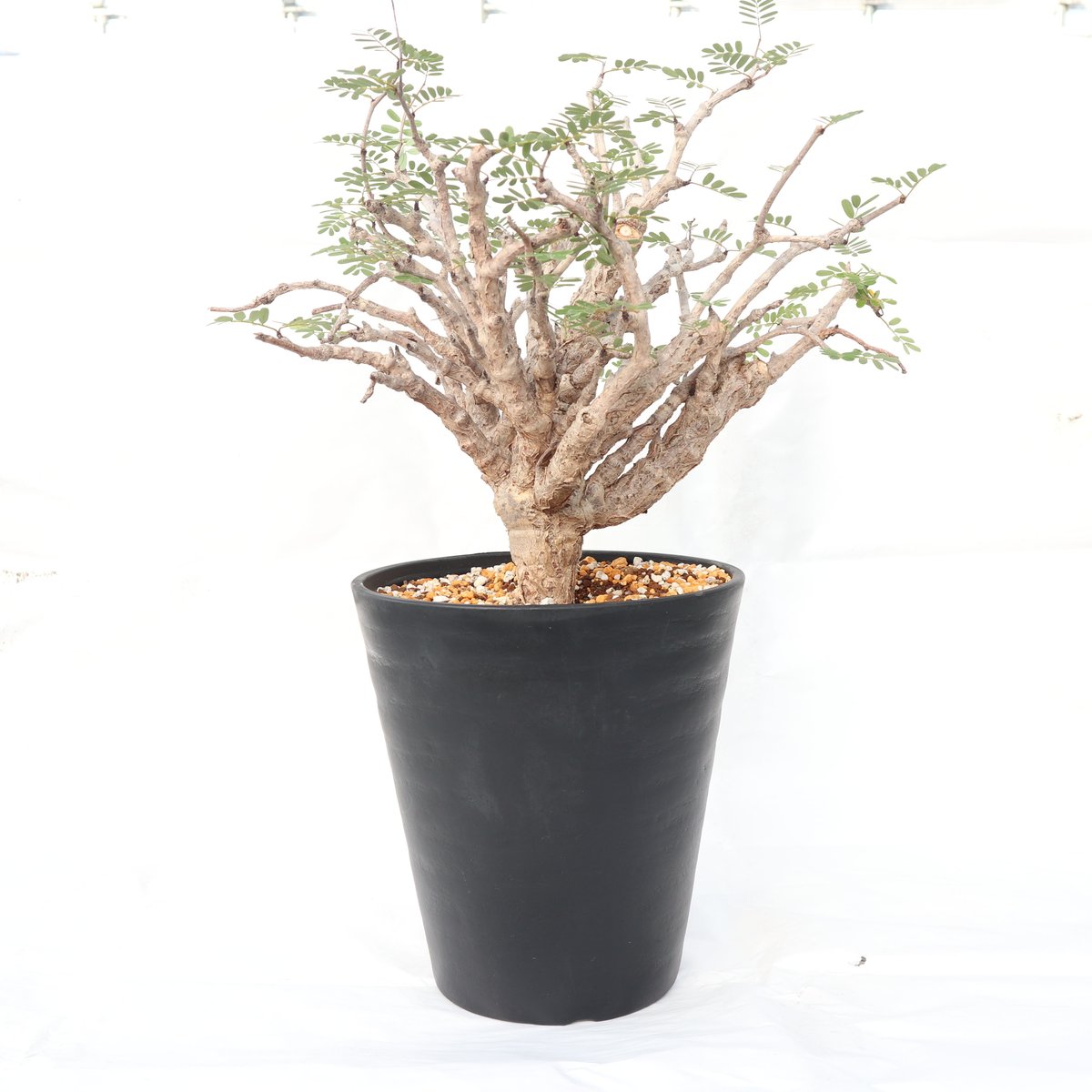 センナメリディオナリス現地球　特大　塊根植物 現品限り】センナ・メリディオナリス 実生【I44】 Senna