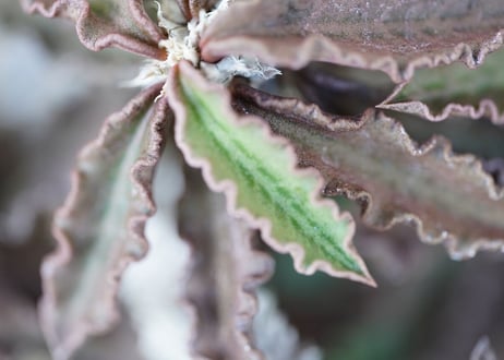 Euphorbia　decaryi