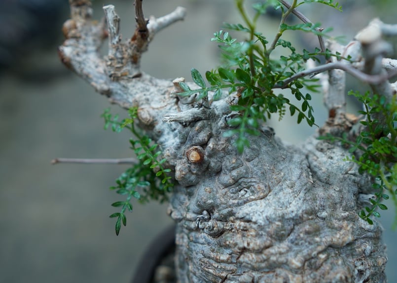 オペルクリカリア パキプス Operculicarya pachypus | mana's f