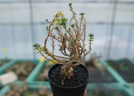 姫紅小松　Trichodiadema bulbosum No.1
