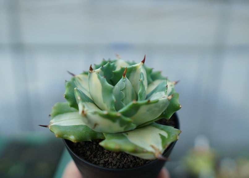 アガベ 王妃雷神錦 白中斑 Agave “Ohi Raijin Nishiki Shirona