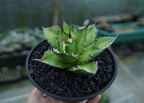 アガベ　チタノタ　Agave titanota　No.9