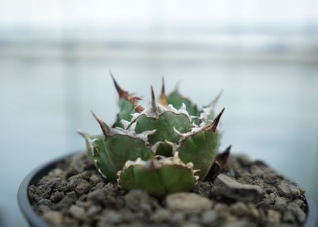 アガベ　チタノタ　FO-76  Agave titanota FO-76　No.1