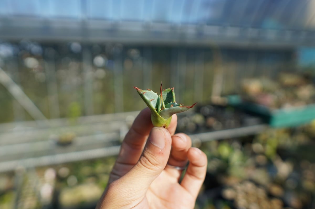 抜き苗】アガベ パラサナ ファイヤーボール Agave parrasana 抜き苗】アガベ パラサナ ファイヤーボール Agave parrasana