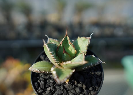 アガベ　チタノタ　FO-76 Agave titanota FO-76  No.2