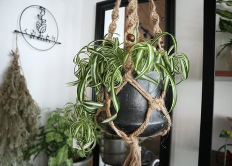 植物にちょっとしたスパイスを。＊マクラメロングタイプ