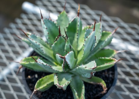 アガベ　キュービック　Agave potatorum 'Cubic'