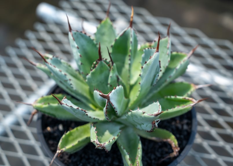 アガベ　キュービック アガベ キュービック Agave potatorum 'Cubic' | mana's far