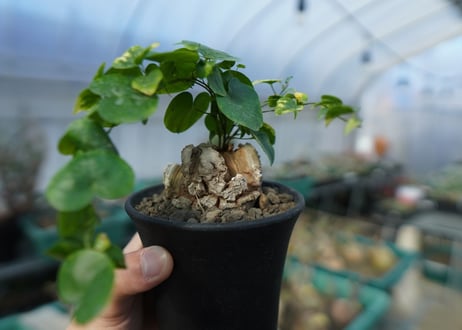 亀甲竜　Dioscorea elephantipes　C2