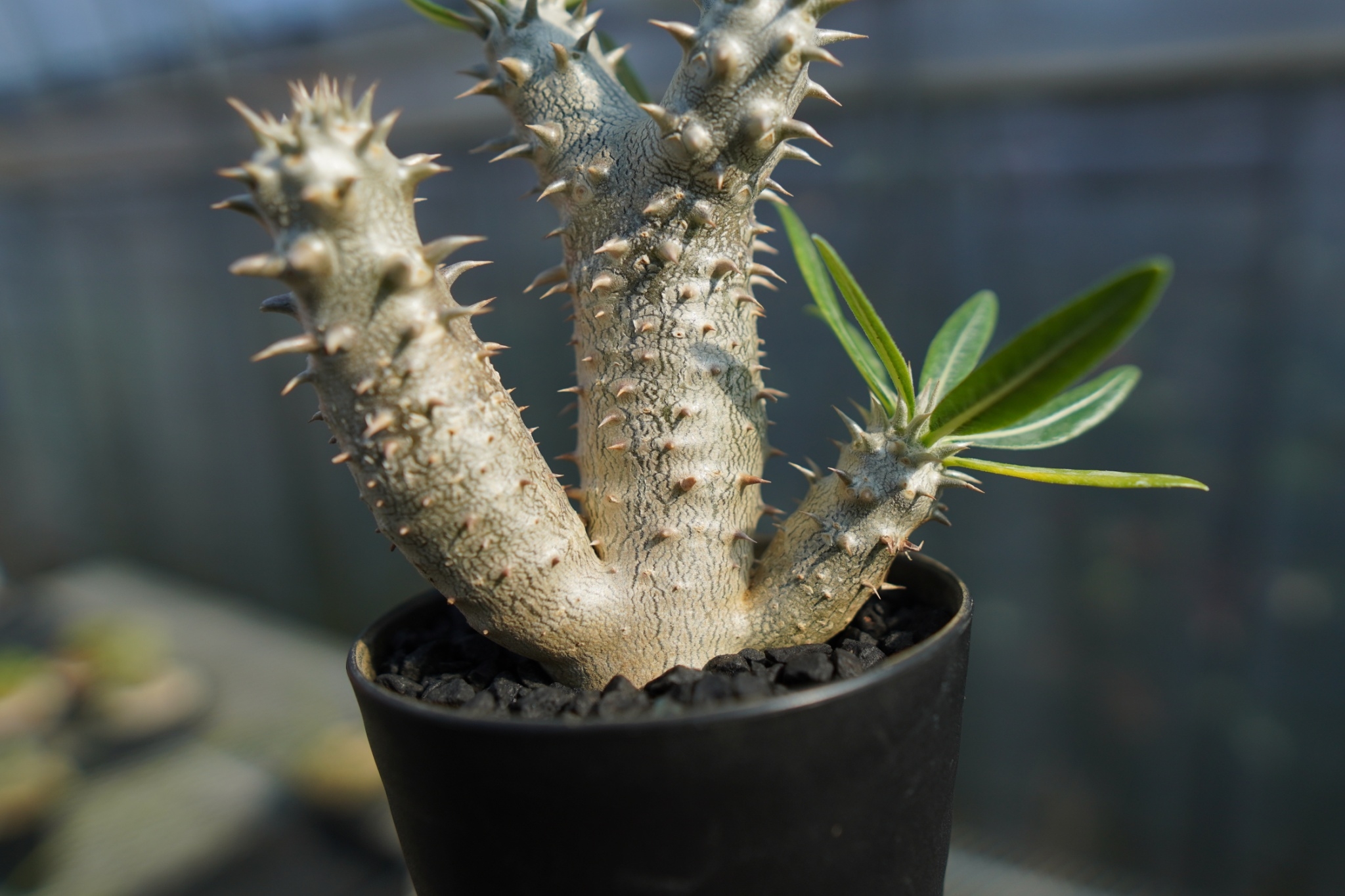 パキポディウム・ハイブリッド(鉢セット・送料込み) パキポディウム 伊藤ハイブリッド Pachypodium 'Itoh Hybrid' No.