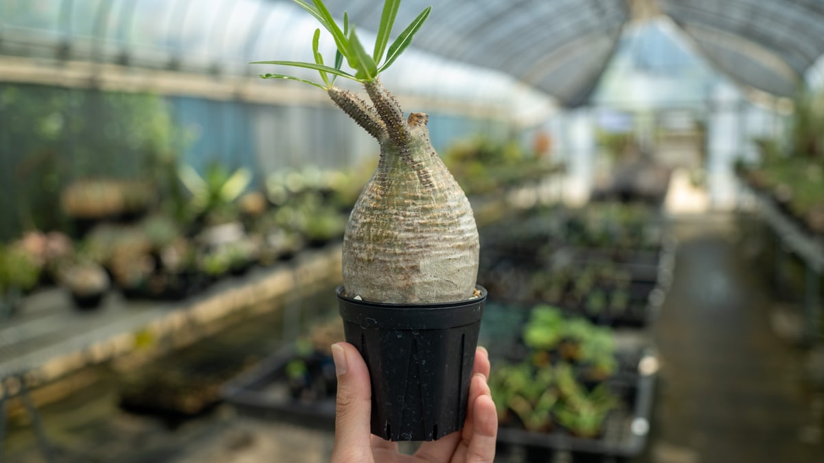 【Masa】パキポーズ　グラキリス、アガベ パキポディウム グラキリス No.23 | mana's farm:塊根植物・アガベ