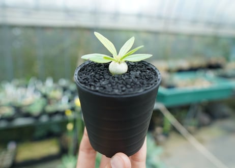 パキポディウム　恵比寿笑い　Pachypodium brevicaule　No.5