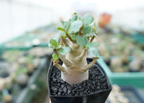 アデニウム　Adenium　No.1