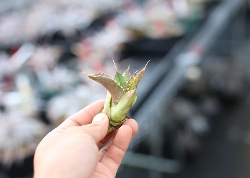 アガベ チタノタ オテロイ 子株 | mana's farm:塊根植物・アガベ