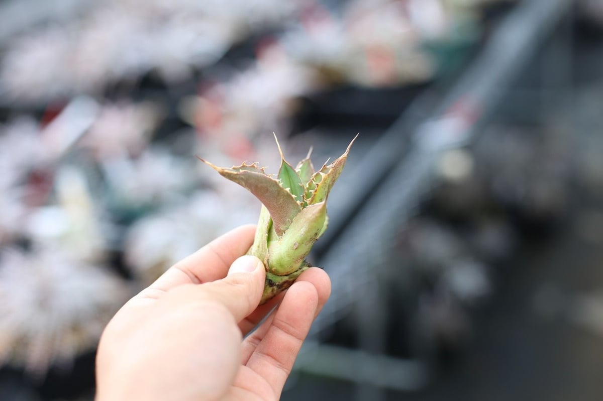 fit=scale-down,w=1200