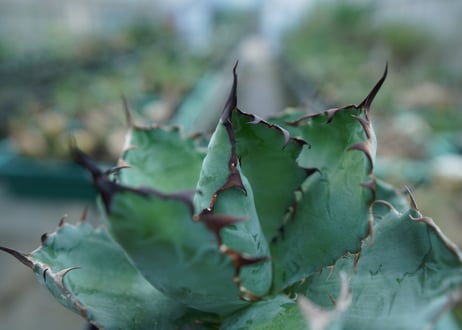 アガベ　チタノタ　 ブラックアンドブルー 　Agave titanota black and blue　No.1