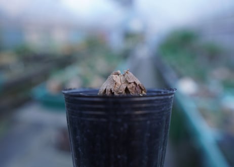 亀甲竜　Dioscorea elephantipes　No.8