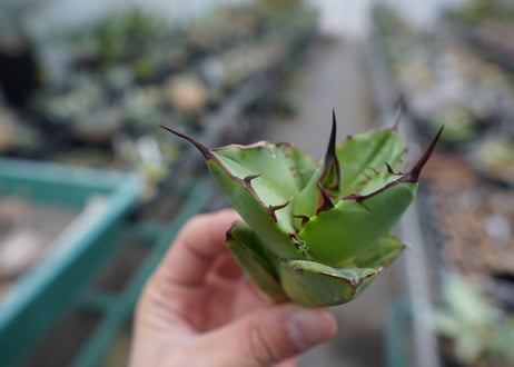 【抜き苗】アガベ　チタノタ　FO-76　Agave titanota FO-76