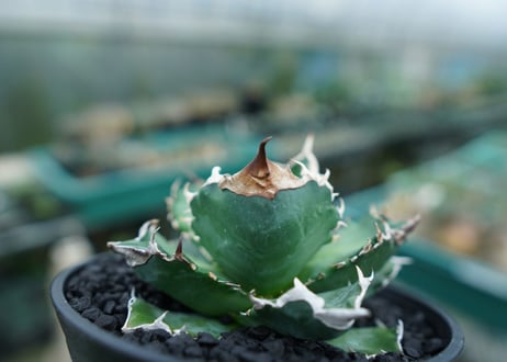 アガベ　チタノタ　白火焔　agave titanota white fire　No.1