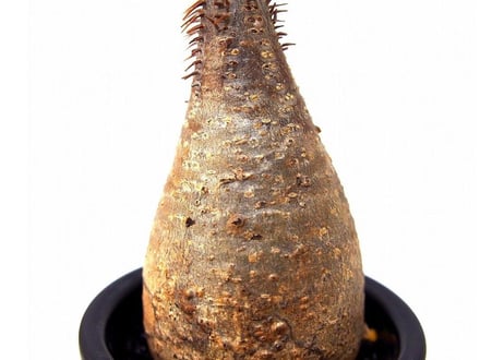 Pachypodium Gracilius パキポディウム  グラキリス  №7  little