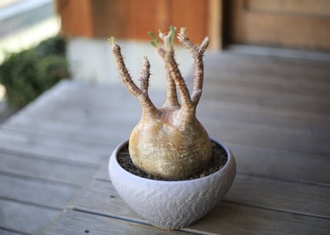 グラキリス　 Pachypodium Gracilius