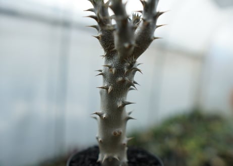 パキポディウム　デンシフローラム　Pachypodium densiflorum　No.4