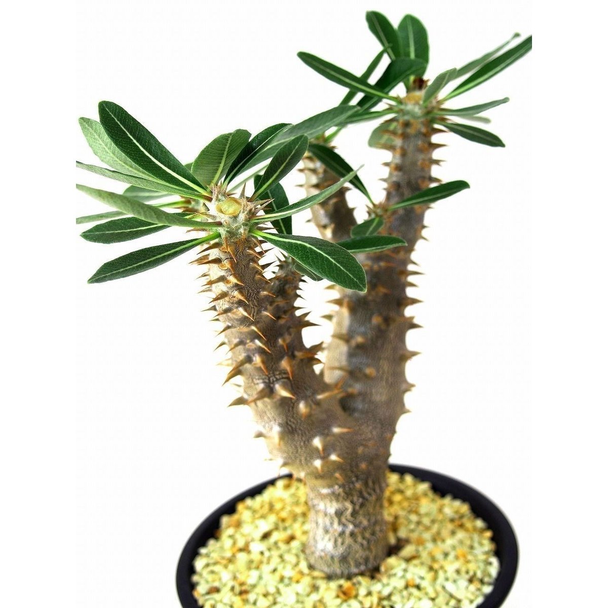 パキポディウム デンシフローラム シバの女王の玉櫛 Pachypodium 
