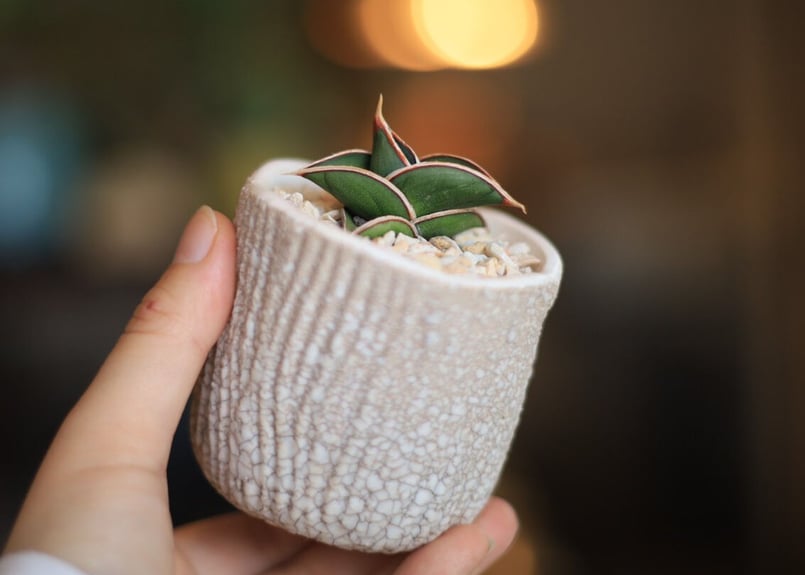 サンセベリア ロリダ Sansevieria rorida | mana's farm: