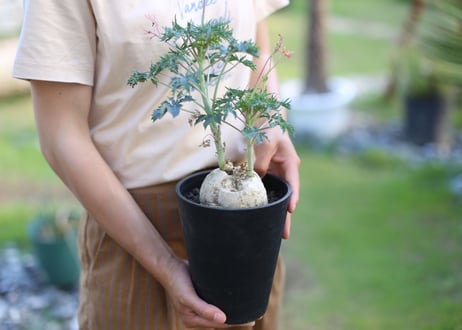ヤトロファ　ベルランディエリ　錦珊瑚