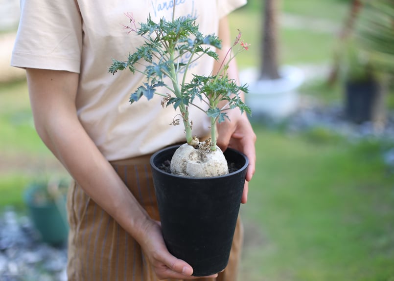 ヤトロファ ベルランディエリ 錦珊瑚 | mana's farm:塊根植物