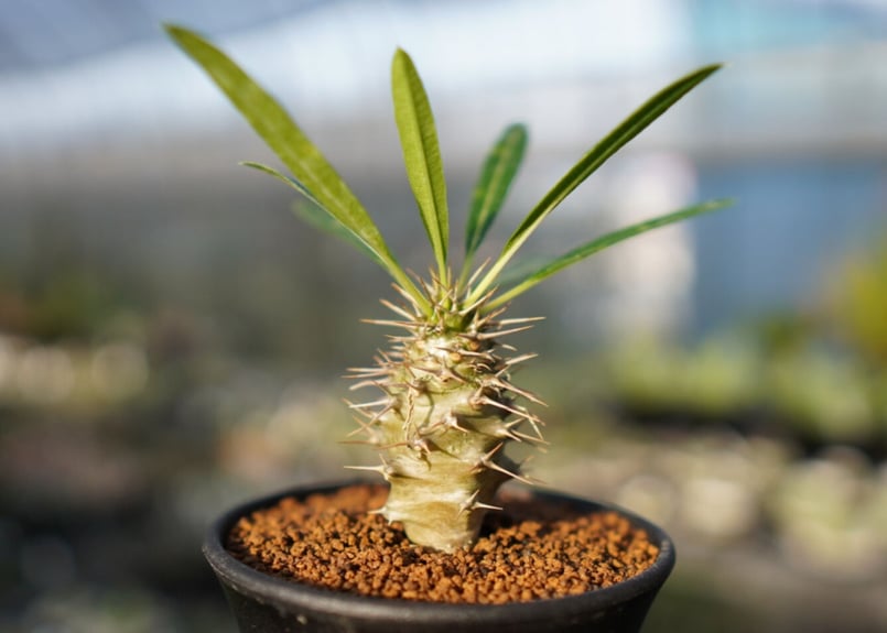 パキポディウム・フィヘレネンセ パキポディウム フィヘレネンセ Pachypodium lamerei var.fiheren