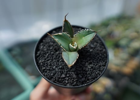 アガベ　チタノタ　FO-76　agave titanota  FO-76　No.2