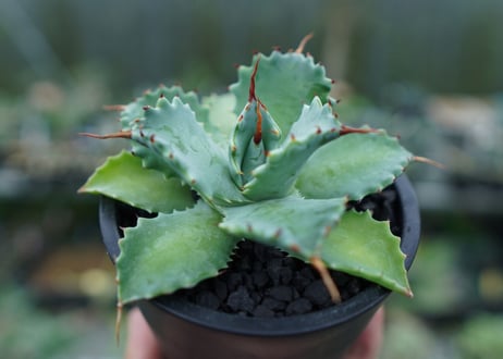 アガベ　イシスメンシス　Agave Isthmensis　No.1