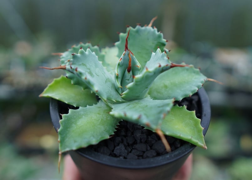 アガベ イシスメンシス Agave Isthmensis No.1 | mana's farm